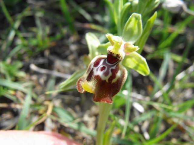 Ophrys quale specie